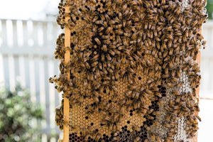 Talking bees with Settler Hives